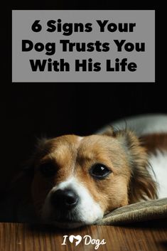 a brown and white dog laying on top of a wooden floor next to a black background