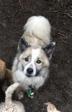 two dogs standing next to each other in the dirt with one dog looking up at the camera