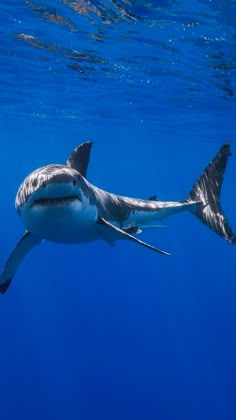 a great white shark swimming in the ocean