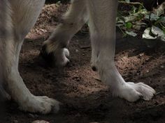 two white dogs standing next to each other on top of dirt and grass covered ground