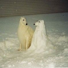 two polar bears standing next to each other in the snow