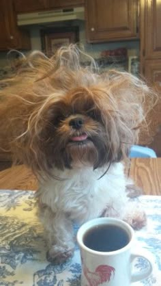 a brown and white dog sitting on top of a table next to a cup of coffee