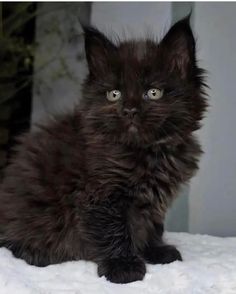 a black kitten sitting on top of a white blanket