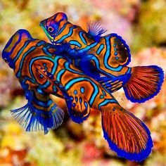 an orange and blue fish swimming in the ocean