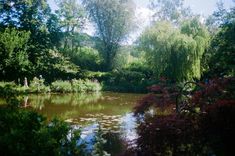 a pond surrounded by trees and water lilies in the foreground, with people walking on the other side