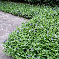 some green bushes and purple flowers on the ground