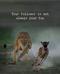 two lions chasing each other in the grass with a quote above it that says, your follower is not always your fan