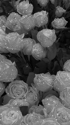 black and white photograph of roses with water droplets