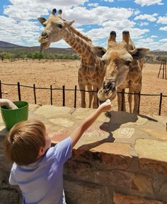 a young boy feeding two giraffes at the zoo on a sunny day