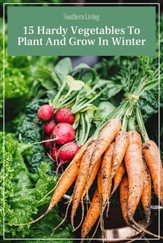 some carrots, radishes and other vegetables are on display with the words 15 handy vegetables to plant and grow in winter