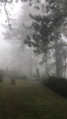 a bench sitting in the middle of a park on a foggy day