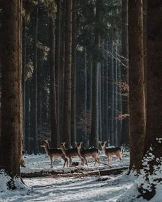 a group of deer walking through a forest filled with snow covered ground and tall trees