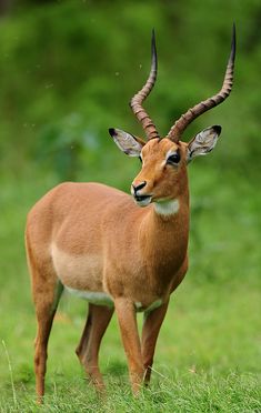 an antelope standing in the grass with large horns