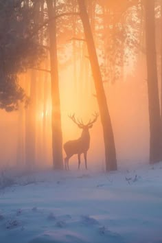 winter forest deer digital photo like art canvas prints Cocoppa Wallpaper, Image Nature, A Deer, Mystical Creatures, Most Beautiful Places, Dark Fantasy Art, Nature Pictures, Nature Beauty, Animal Photography