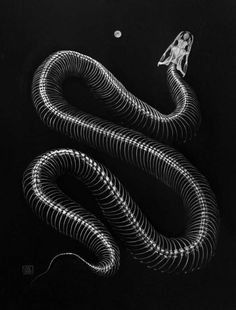 a black and white photo of a snake with its tail curled up to the side