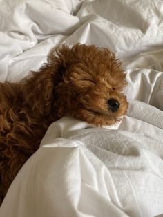 a small brown dog laying on top of a white sheet covered bed next to pillows