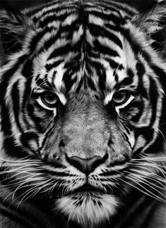 a black and white photo of a tiger's face