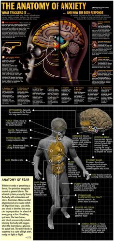 the anatomy of an animal's body and how it functions in its function info