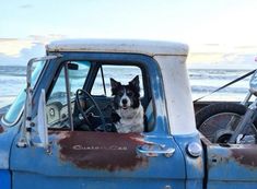 a dog sitting in the driver's seat of an old pickup truck at the beach