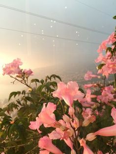 pink flowers in the foreground with power lines in the background and foggy sky