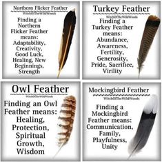 four different types of feathers are shown in this poster, which includes the names of each feather