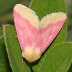 a pink and white moth sitting on top of a green leaf