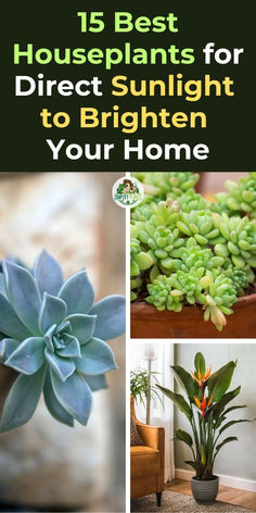 the best houseplants for direct sunlight to brighten your home