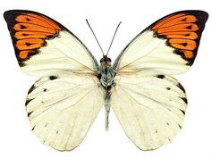 an orange and white butterfly on a white background