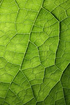 close up view of the green leaf's texture, with only one section visible