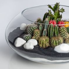 a glass bowl filled with lots of different types of cactuses and succulents