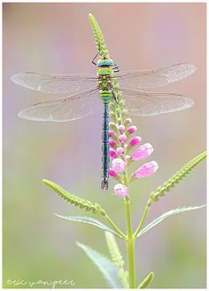 a blue dragonfly sitting on top of a pink flower