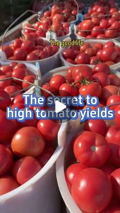 several buckets filled with lots of red tomatoes