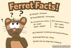 a poster with an image of a cat saying ferrett facts on it