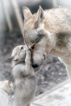 an adult wolf standing next to a small baby dog on top of it's back legs