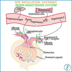 the diagram shows the location of the gf regulation extrinsic reinin - angiotensin system