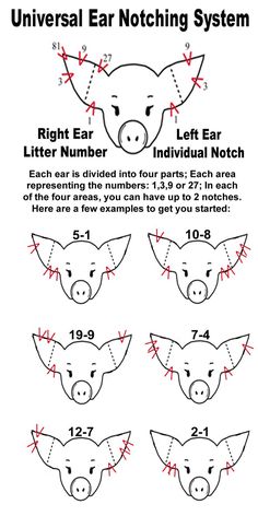 the diagram shows how to draw an animal's nose with numbers and letters on it