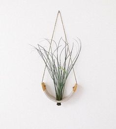 an air plant hanging from a rope on the wall