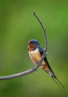 a small bird sitting on top of a tree branch