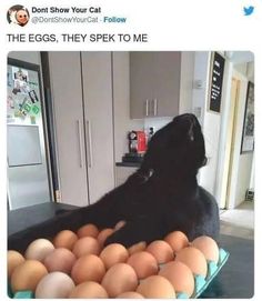 a black cat sitting on top of an egg carton with eggs in it and the caption reads, the eggs they speak to me