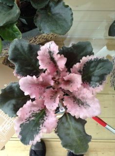 a plant with pink flowers and green leaves on top of a wooden table next to a pair of black shoes