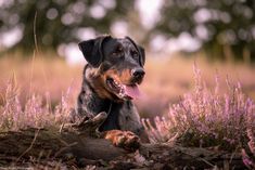 a black and brown dog laying on top of a field