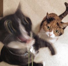 two cats are playing with each other on the floor and one cat has its mouth open