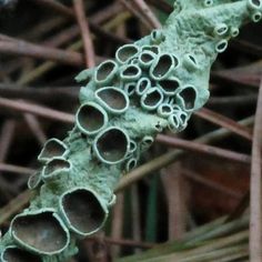 a close up of a plant with lots of holes in it