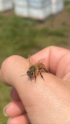 a close up of a person's hand holding a small insect in it's palm