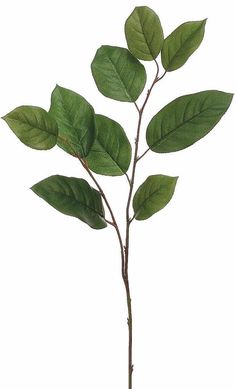 a plant with green leaves is shown on a white background