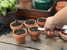 a person is using a garden shear to trim potted plants on a wooden table