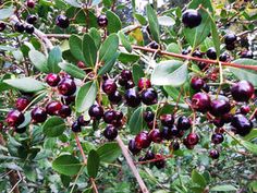 berries growing on the branches of a tree