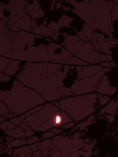 the moon is seen through the branches of some tree's at night, with only one light visible