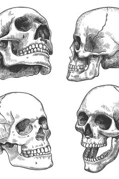 three different types of skulls in black and white