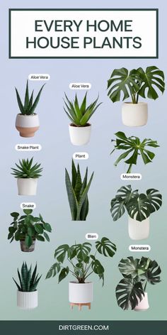 house plants that are easy to grow and care for